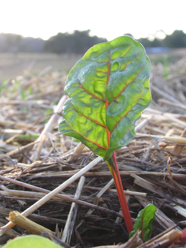 Ruby Chard