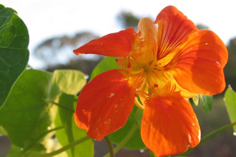 Close-up of an orange nasturtium flower in the vegie garden