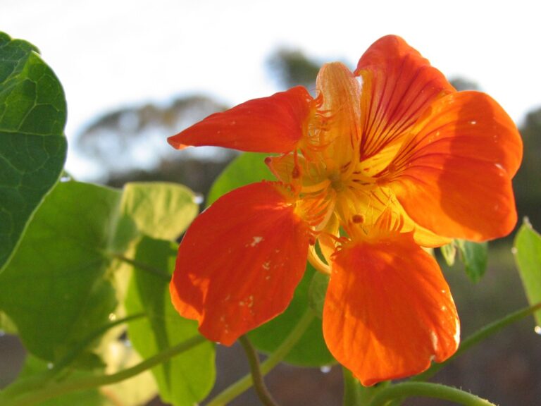 Close-up of an orange nasturtium flower in the vegie garden