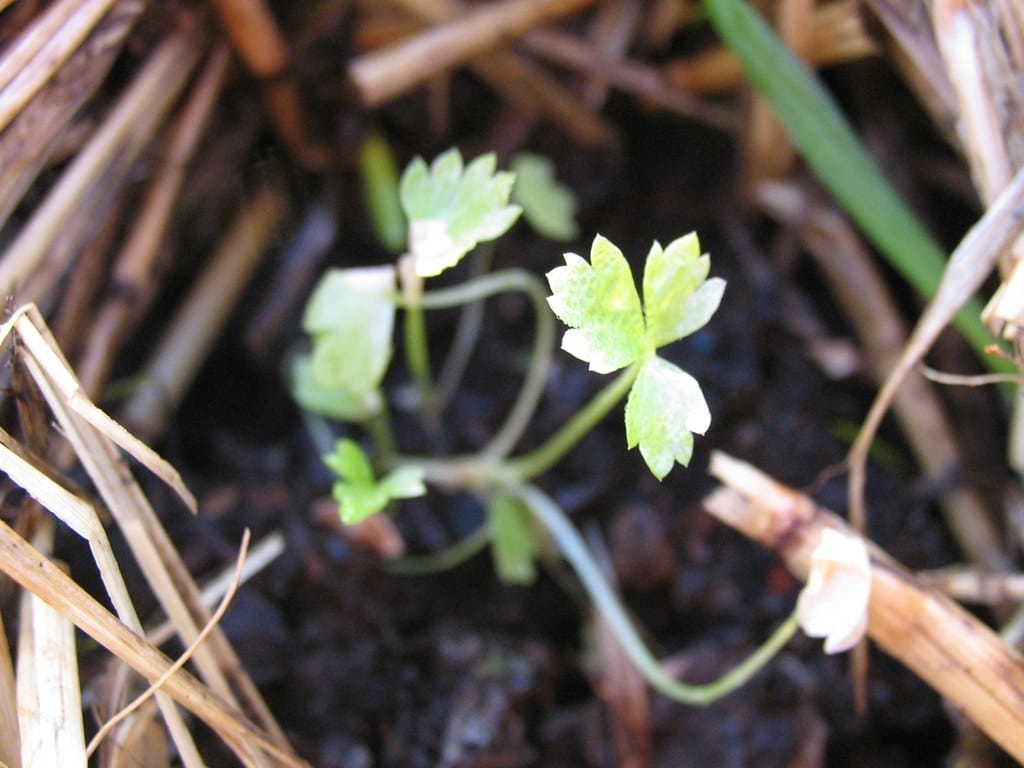 Celery seedling