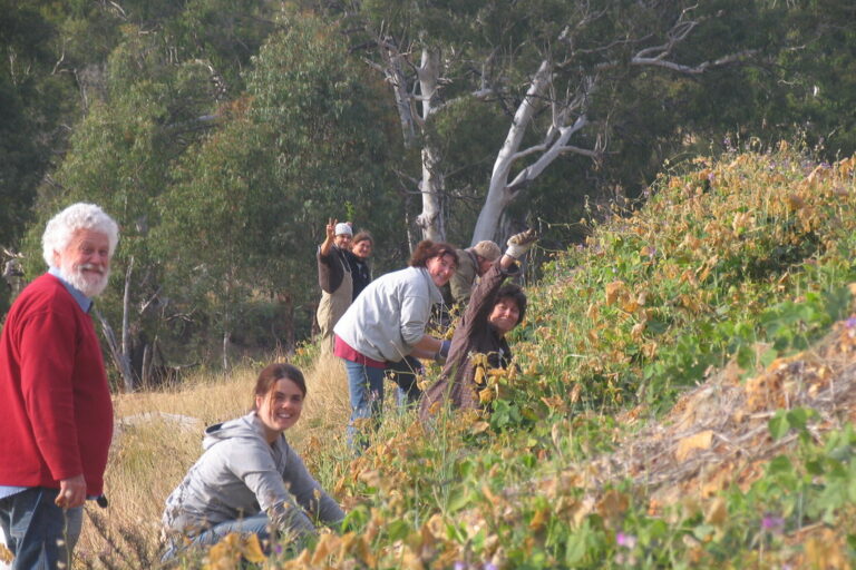 Students planting trees on the main swale on a steep hillside