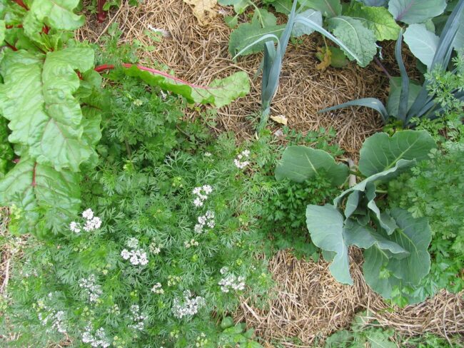 Main garden bed in mid-spring with flowering coriander, silverbeet and leeks in straw mulch