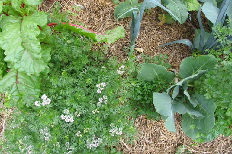 Main garden bed in mid-spring with flowering coriander, silverbeet and leeks in straw mulch