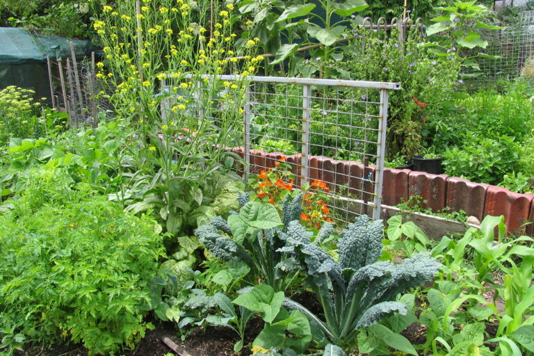 Vegetable beds and trellis at the Glovers St permaculture garden