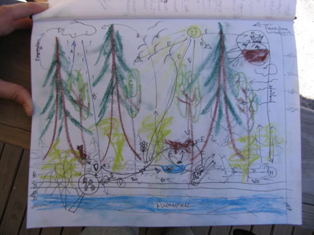 web of life exercise - a forest.. sortof..