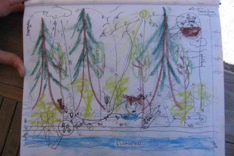 web of life exercise Hand-drawn web of life diagram of a forest from a permaculture design course exercise