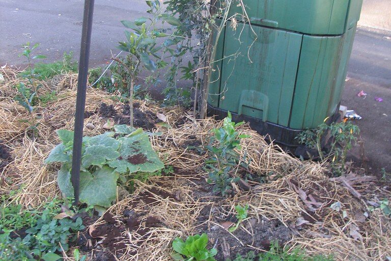 Roadside planting beside a green community compost bin on Myrtle St