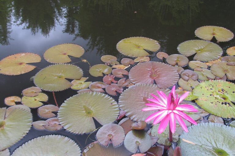 Lily pads and a pink water lily flower on a farm dam