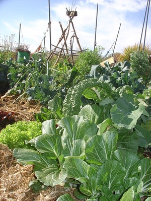 j9's garden