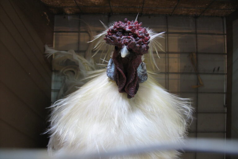 Mudgee Chook Auction White silkie-type chook in a cage at the Mudgee chook auction