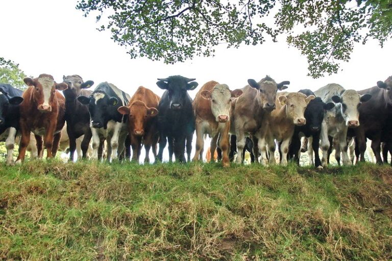 Curious cows