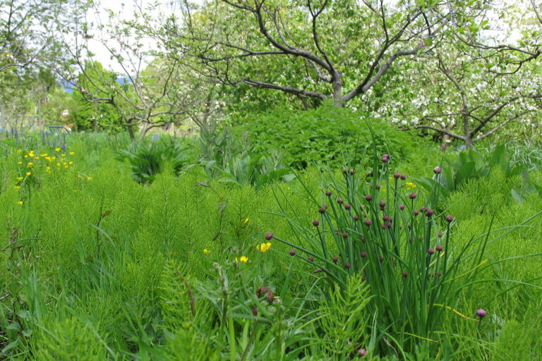 Garlic chives and long grass under a pear tree