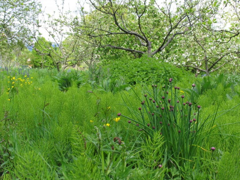 Garlic chives and long grass under a pear tree