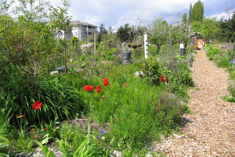 plots Community garden plots and a gravel path at Strathcona