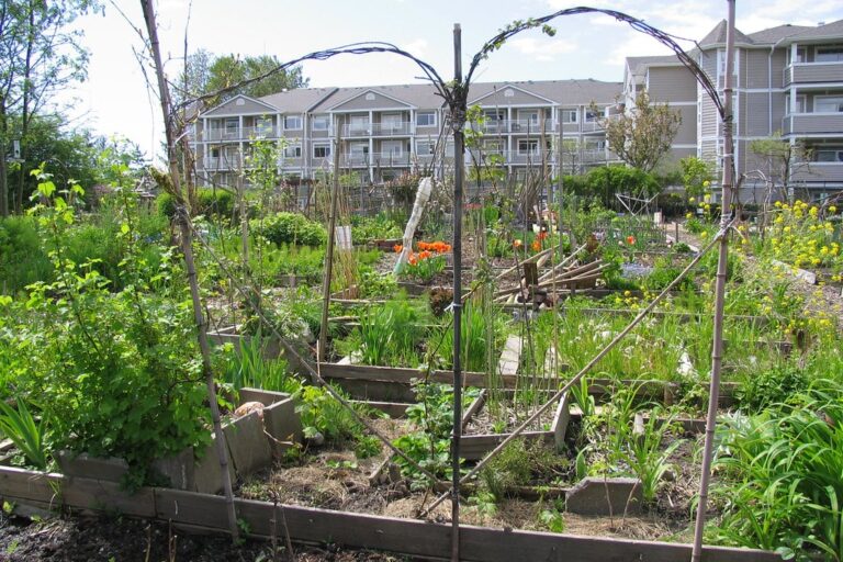 arbour Urban community garden in Vancouver with timber arbour and raised beds