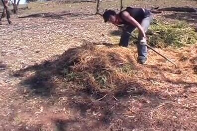 Forking straw and greens onto a new compost pile among gum trees