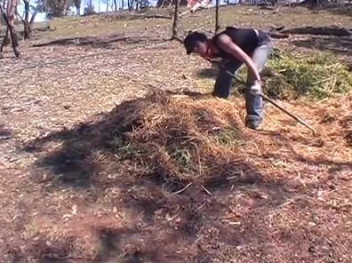 How to make Compost: Pt.1 (video still) Forking straw and greens onto a new compost pile among gum trees