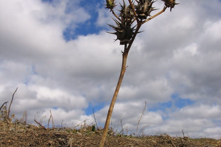 this is australia Dried seed head on a tall stalk against a blue sky with clouds