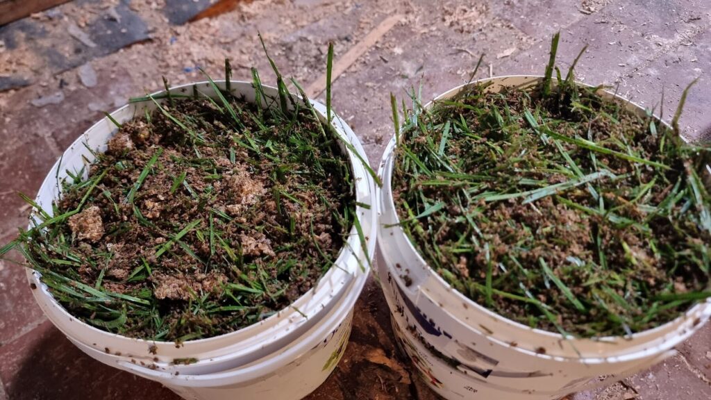 Close-up of the packed buckets, with lime-soaked grass, sawdust and grain spawn