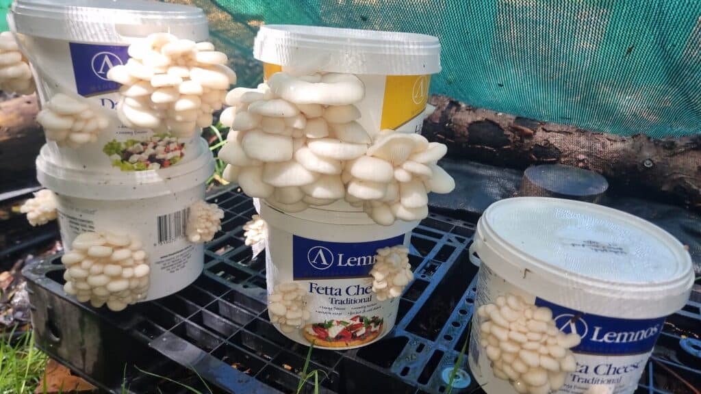 Oyster mushrooms fruiting from stacked feta buckets on a pallet under shade cloth