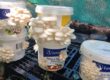Oyster mushrooms fruiting from stacked feta buckets on a pallet under shade cloth