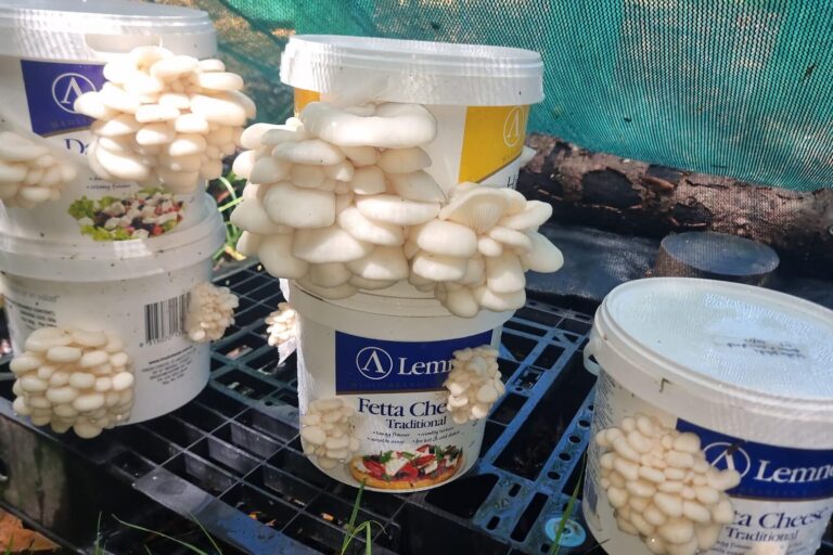 eat-your-lawn-22-oyster-mushrooms-fruiting-on-buckets Oyster mushrooms fruiting from stacked feta buckets on a pallet under shade cloth
