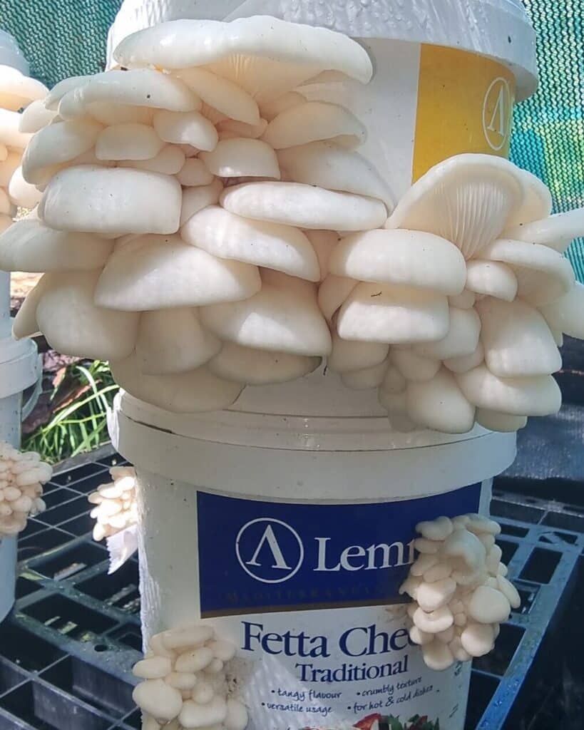 A big cluster of creamy oyster mushrooms on top of a feta bucket