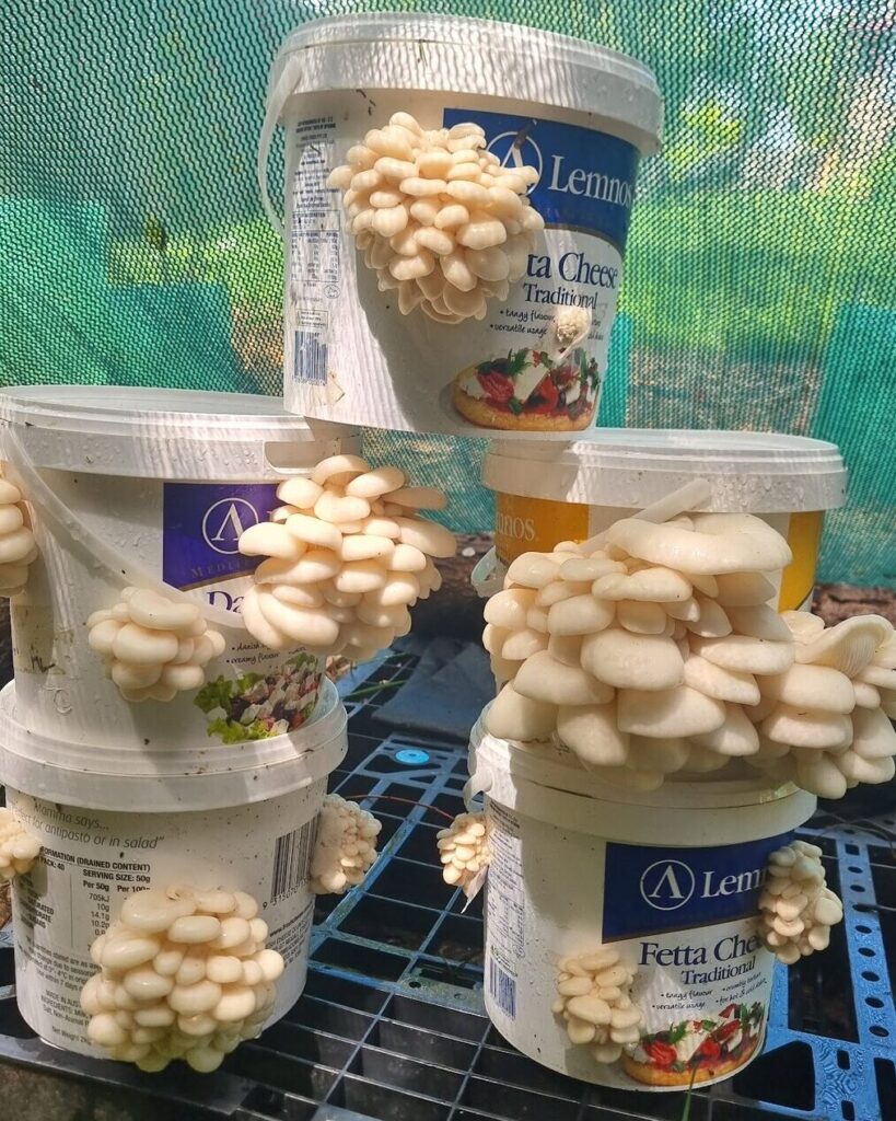 A tower of recycled cheese buckets covered in oyster mushroom clusters