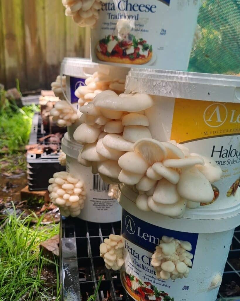 Oyster mushrooms tumbling from the side of a haloumi bucket