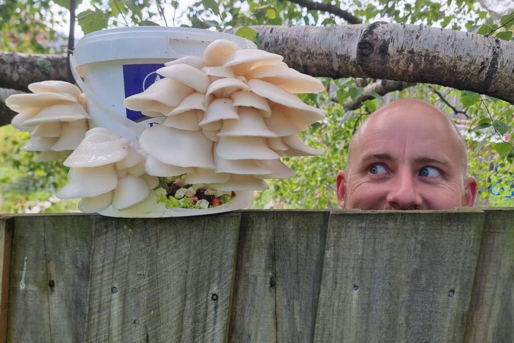 A bucket of oyster mushrooms sitting on top of a wooden fence, with a neighbour peeking over beside it