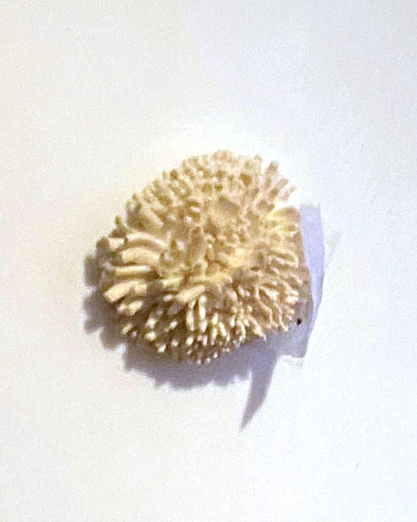 A tight cluster of tiny cream oyster mushroom pins at a taped hole in a white bucket