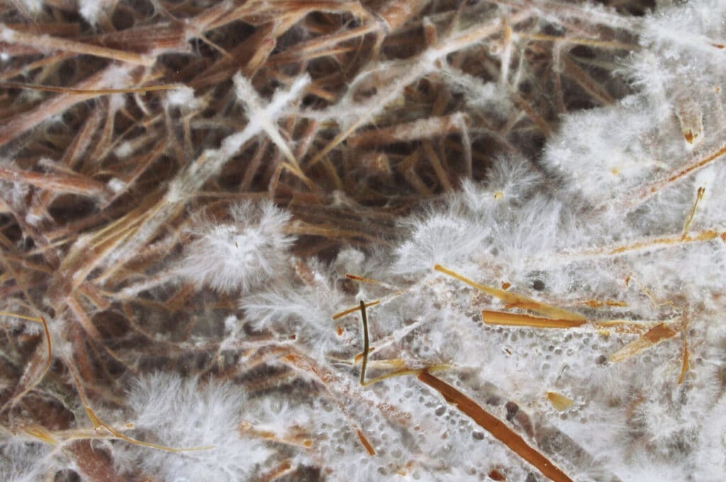 White mycelium spreading through straw, seen through the side of a bucket