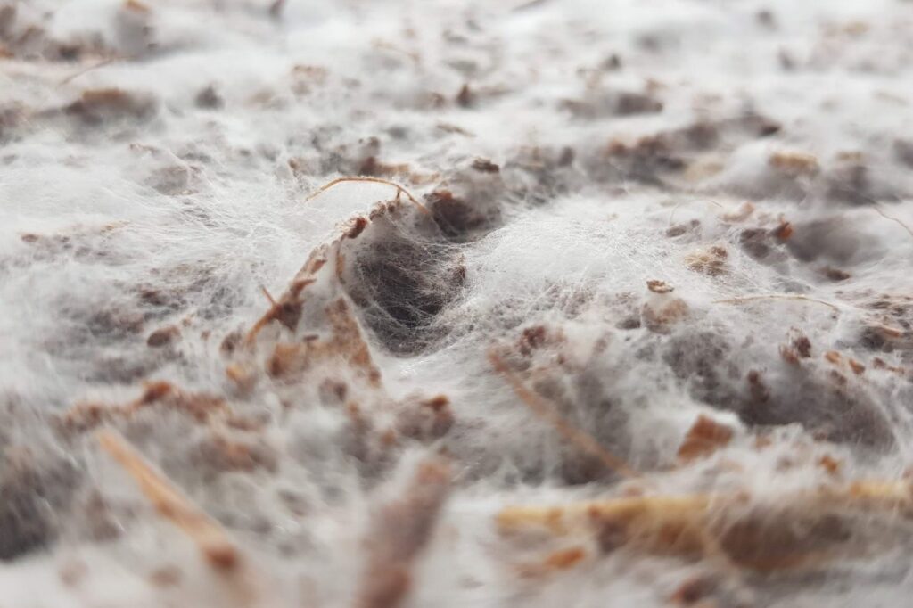 Close-up of fluffy white mycelium knitting substrate together