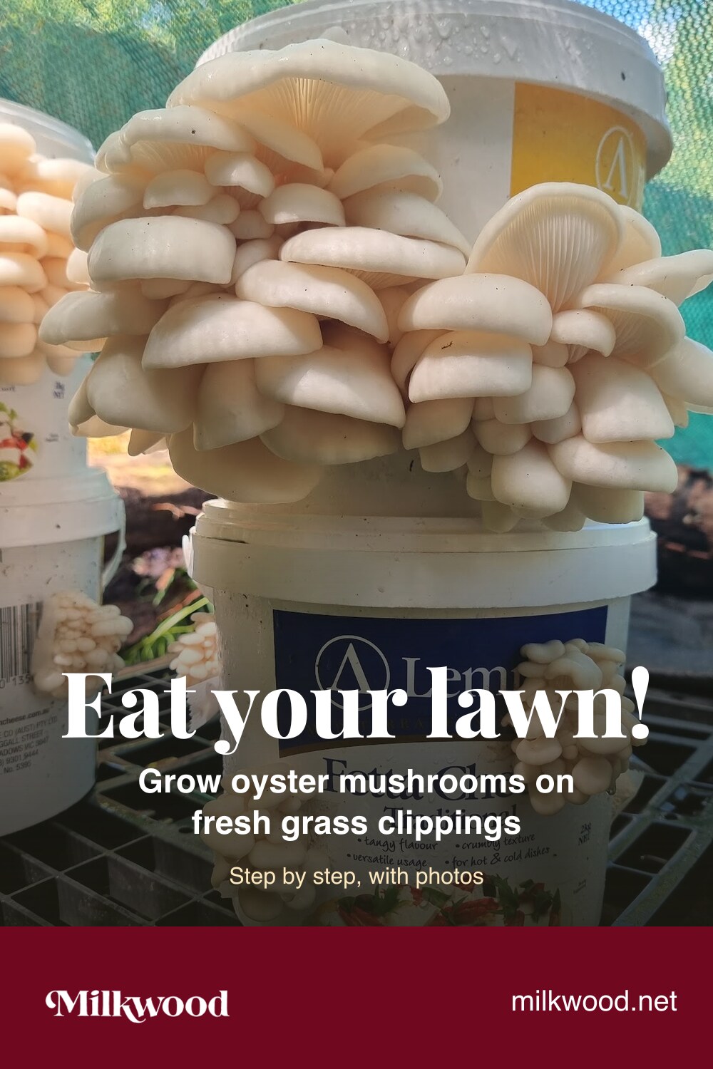 Pinterest graphic reading "Eat your lawn! Grow oyster mushrooms on fresh grass clippings", over a photo of oyster mushrooms on a feta bucket