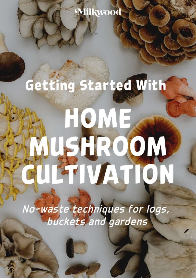 Cover of Milkwood's free guide, Getting Started with Home Mushroom Cultivation