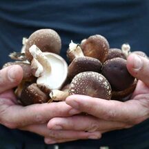 Hands cupping a pile of freshly picked homegrown shiitake mushrooms