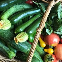 A basket of freshly picked homegrown zucchini, cucumbers, tomatoes and basil
